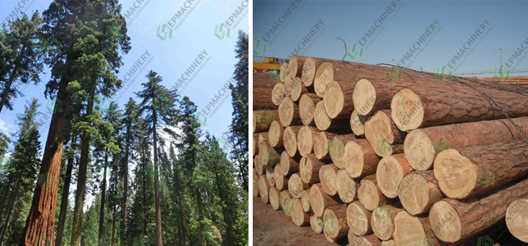 Russian larch